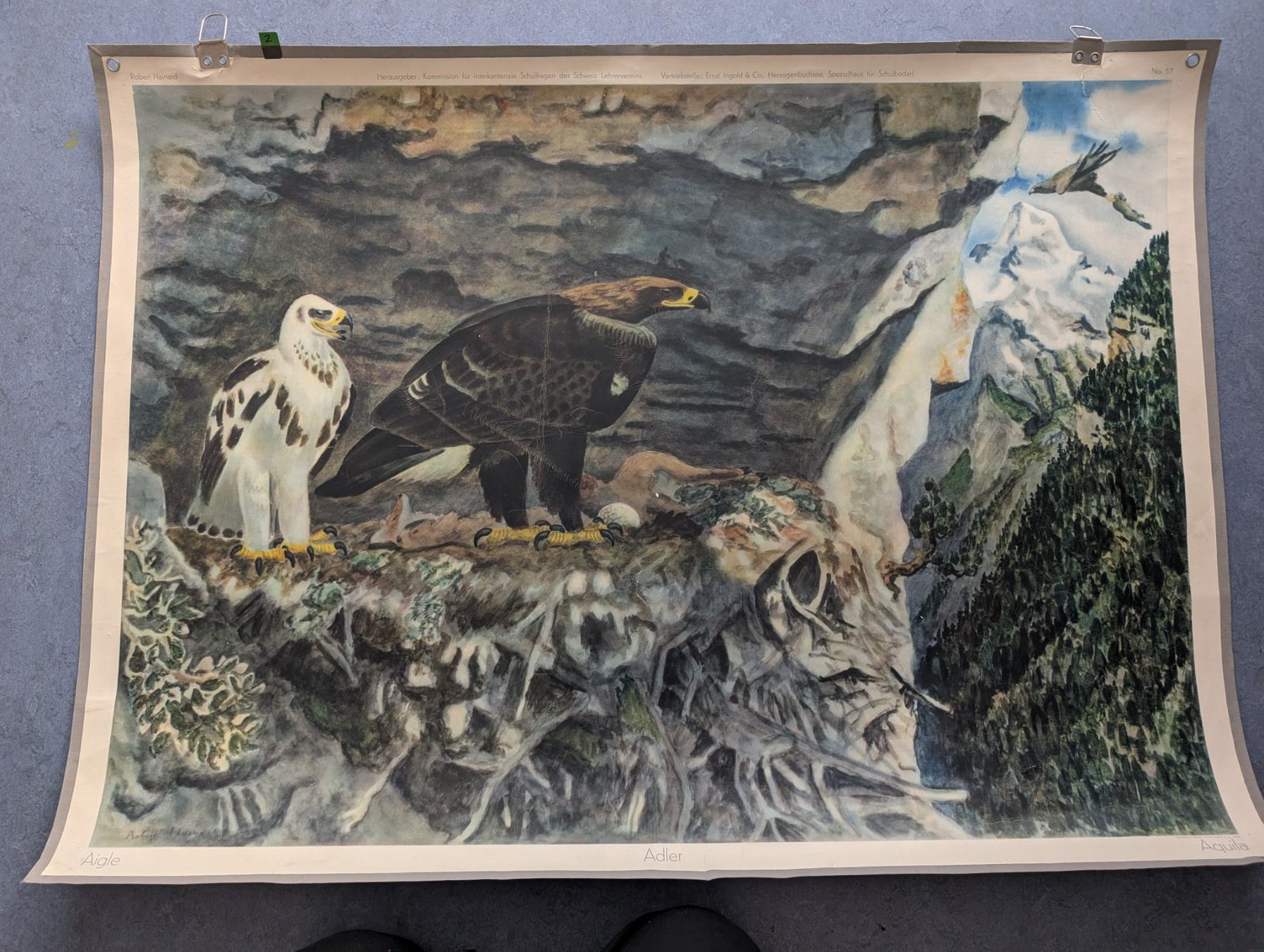 Foto & Immagini: Schulwandbild Nr. 57 - Adler – Usato da Luzern venduto da JenKu