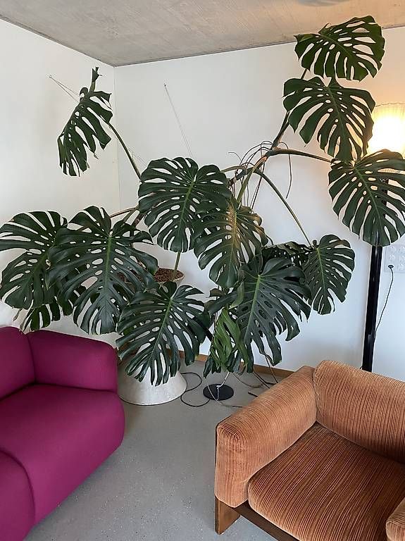 Piante & sementi: Monstera XXL – Usato da Zürich venduto da dudeli83