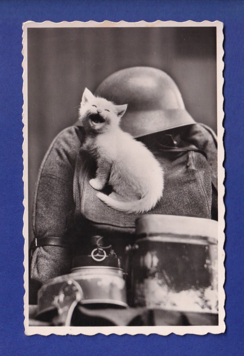 Cartes postales: CHAT - Militaire chat rit – D'occasion à Pully par nicecards-shop