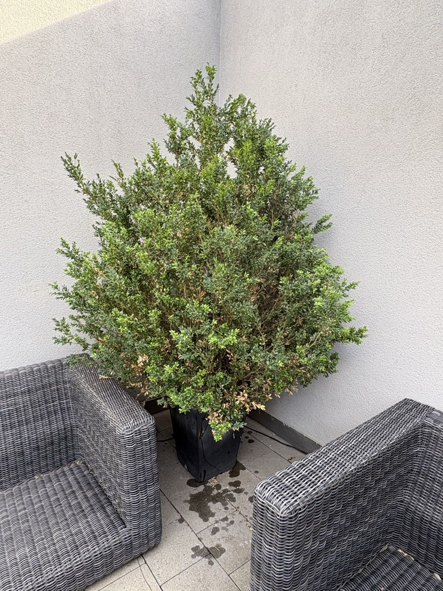 Piante & sementi: Buchsbaum  – Usato da Zürich venduto da seb_8rsb
