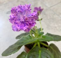 *Rarität* Usambaraveilchen/Saintpaulia PT-Iunaia Pastushka