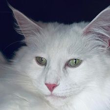 Profile image of Bausi1972