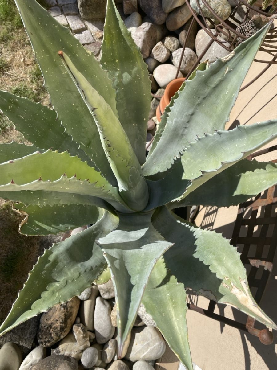 Pflanzen & Samen: Agave – Neu (gemäss Beschreibung) aus Veltheim AG von Bibi1946 2