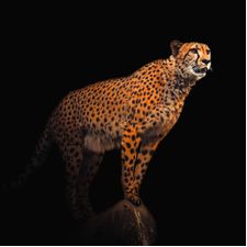 Profile image of Dalexander