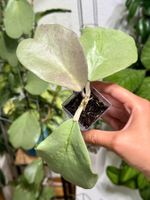 Hoya kerrii silver 🦄✨