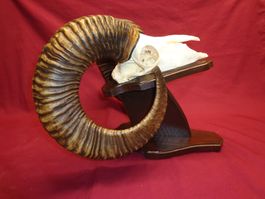Mufflon, Geweihe, Trophäe, Horn, Dekoration, Jagd Abwurfst.