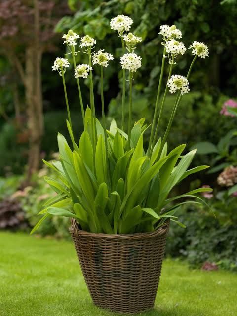 Piante & sementi: Ornithogalum arabicum / Milchstern – Nuovo (secondo la descrizione) da Thalheim venduto da silvara01 4