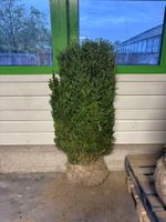 Buxus sempervirens/Buchs, Höhe 120-140 cm, frisch ab Platz
