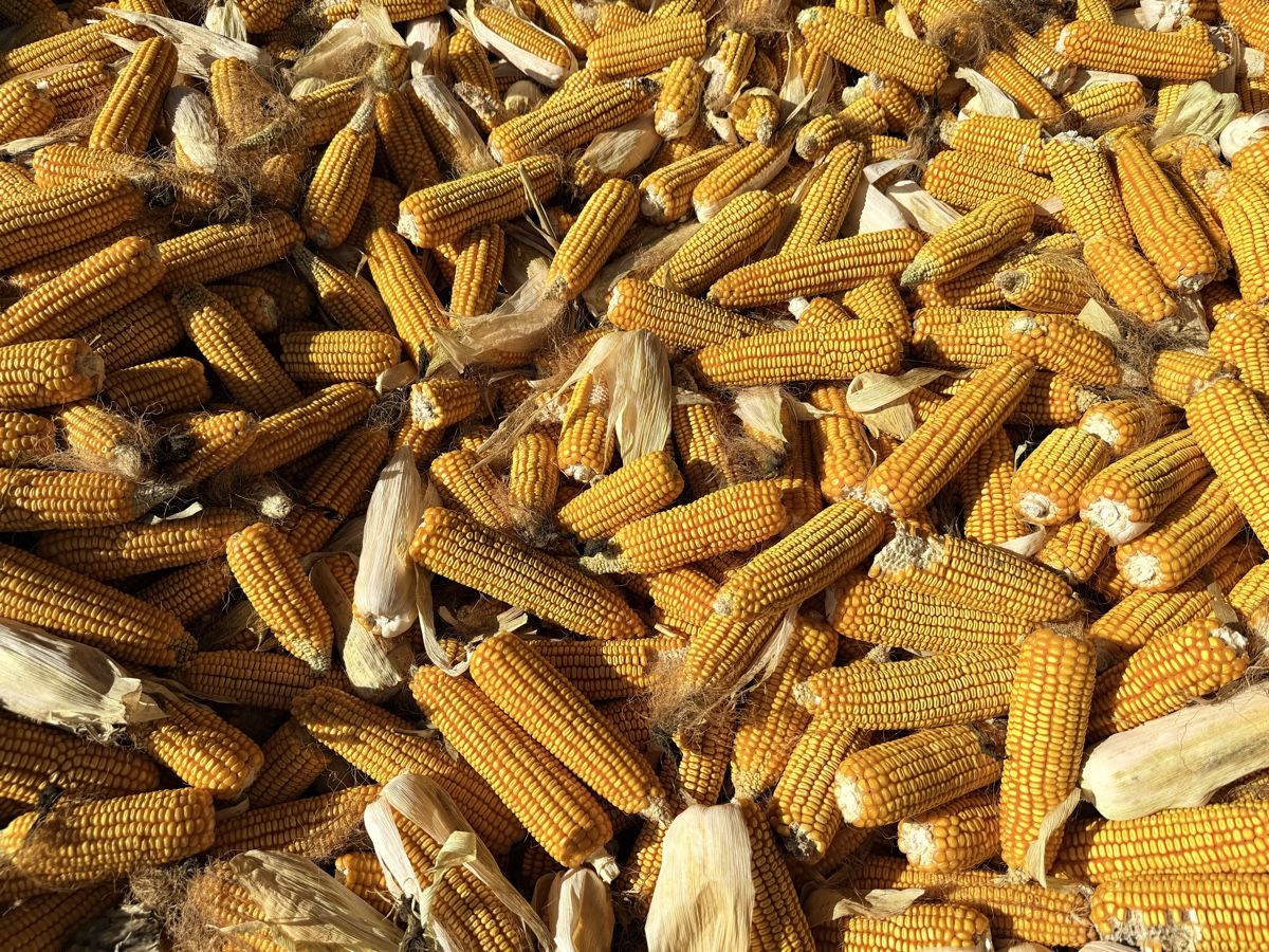 Mangimi: 5kg BIO Körnermais Kolben – Nuovo (secondo la descrizione) da Märstetten venduto da The_Dings