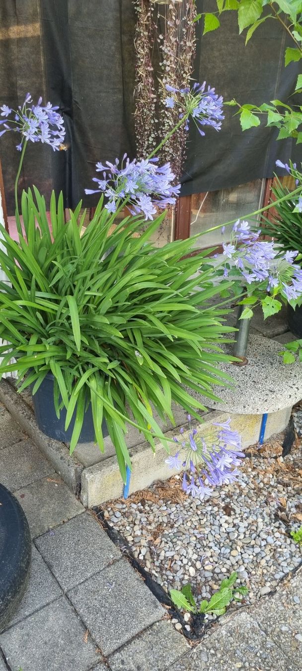 Pflanzen & Samen: Agapanthus im Topf mit Blüte blau – Gebraucht aus egliswil von Maggy6 2