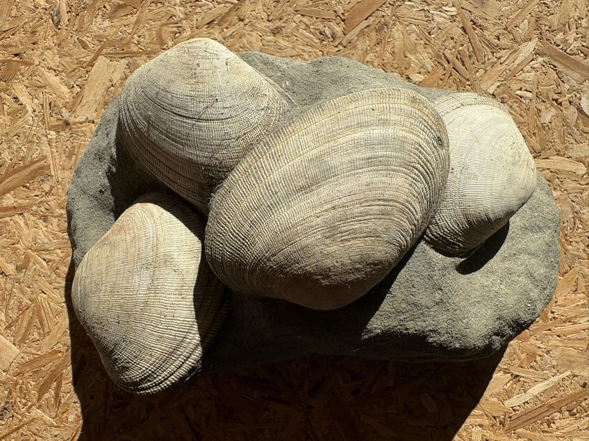 Fossili: Fossile Muscheln – Usato da Biel/Bienne venduto da nimmes 1