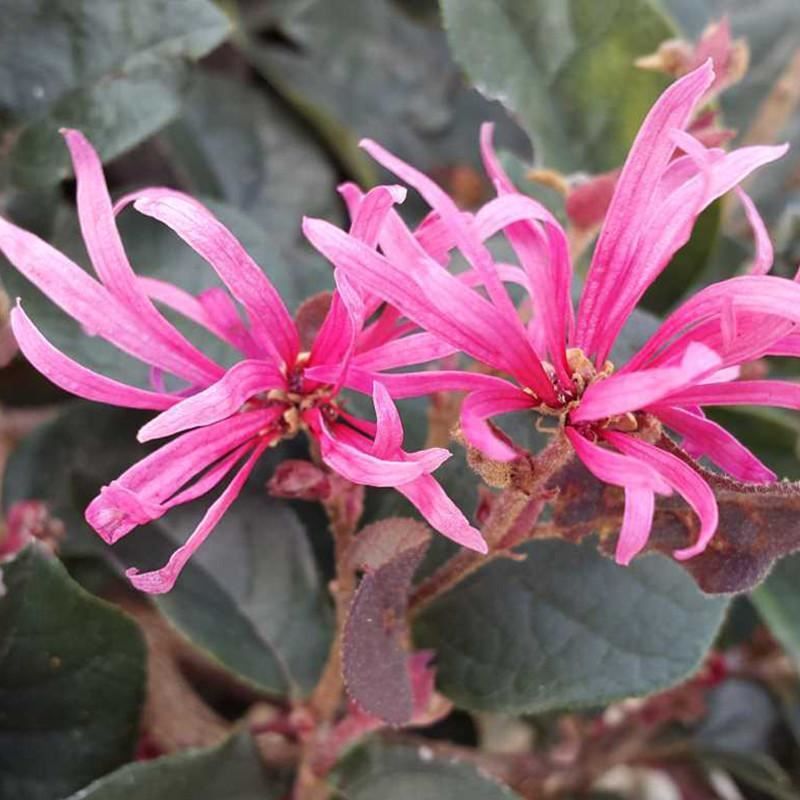 Piante & sementi: Loropetalum  Fire Dance 15-20cm – Nuovo e nell'imballaggio originale da Bremblens venduto da FIBONACCI369 4