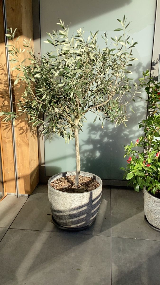 Plantes & graines: Olivenbaum im Topf – D'occasion à Gunten par asa017