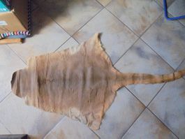 peau de kangourou 151 cm / Känguruhhaut 151 cm ( de 1991)