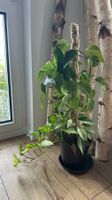Grosse Efeutute (Epipremnum) mit Rankhilfe