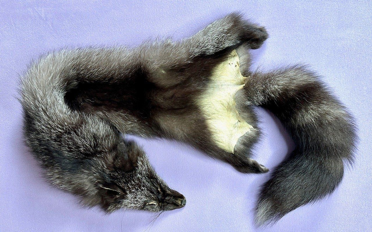 Il mondo degli animali: Echtes Silber Fuchs Fell - Neu – Nuovo (secondo la descrizione) da Thun venduto da Abalona3600 3