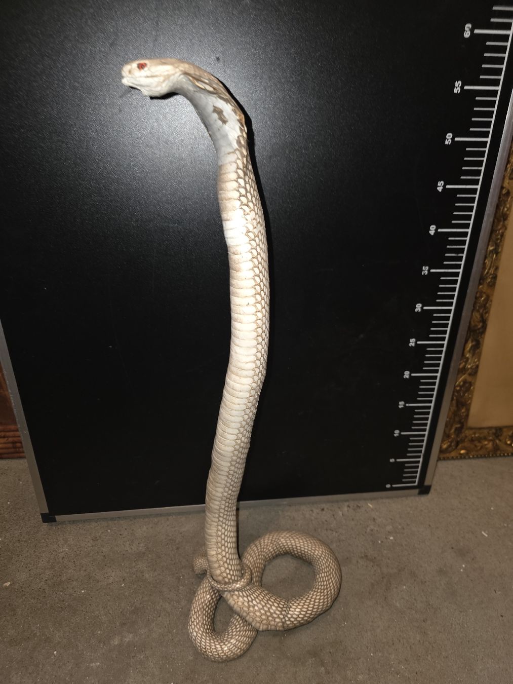Il mondo degli animali: Kobra Präparat – Usato da Hasle LU venduto da Auctions_Hunters 1