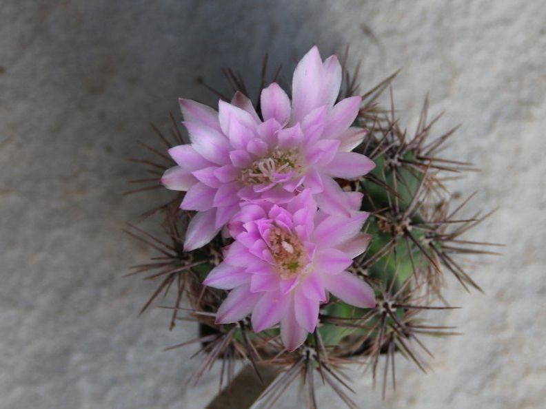 Piante & sementi: Kaktus Gymnocalycium horridispinum – Usato da Steg im Tösstal venduto da Stacheli24 2