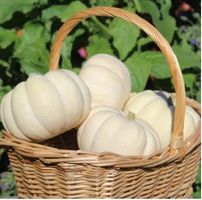 Kürbis Baby Boo (Cucurbita pepo) / 3 Samen