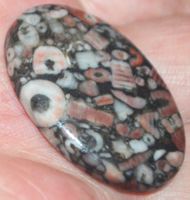 Cabochon L-869 – Crinoid Fossil – 35x23mm