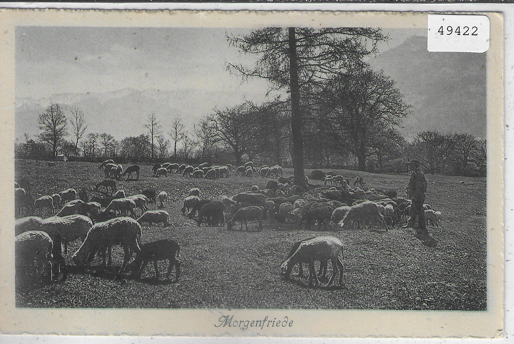 Cartoline postali: Morgenfriede - Schafherde – Usato da Ettingen venduto da Kartenplanet