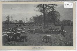 Morgenfriede - Schafherde