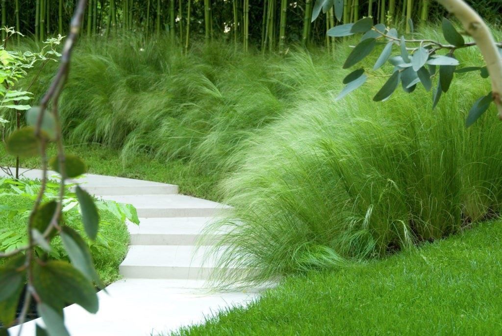 Piante & sementi: Cheveux des anges  3 PLANTS – Nuovo (secondo la descrizione) da Bremblens venduto da FIBONACCI369 1