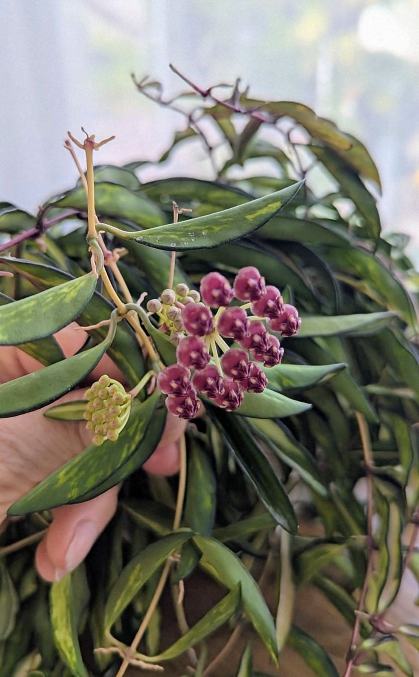 Piante & sementi: Hoya wayetii tricolor – Usato da Comano venduto da che_8lc2 2