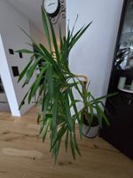 Yucca-Palme (ca. 180 cm) inkl. hochwertigem ECOPOTS-Gefäss