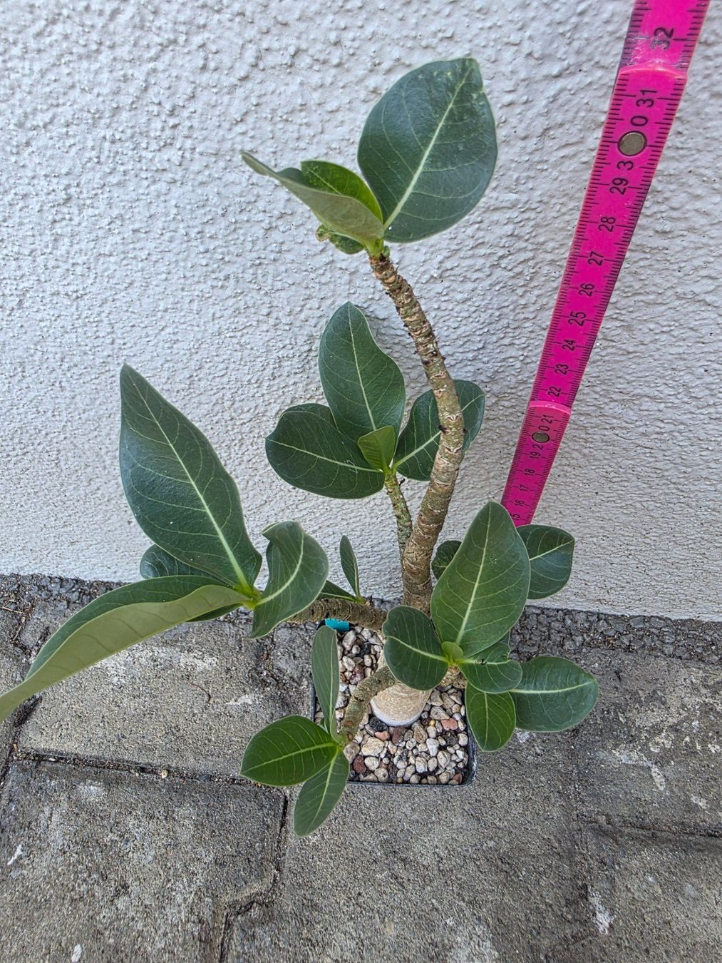 Pflanzen & Samen: Adenium arabicum "Black Hawk" / Wüstenrose – Gebraucht aus Thalheim von silvara01 1