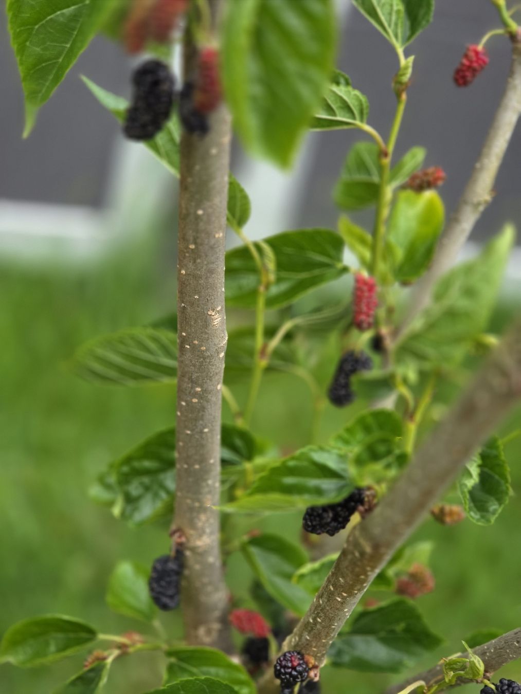 Plantes & graines: Junger Maulbeerbaum – D'occasion à Amriswil par gu80kaya 1