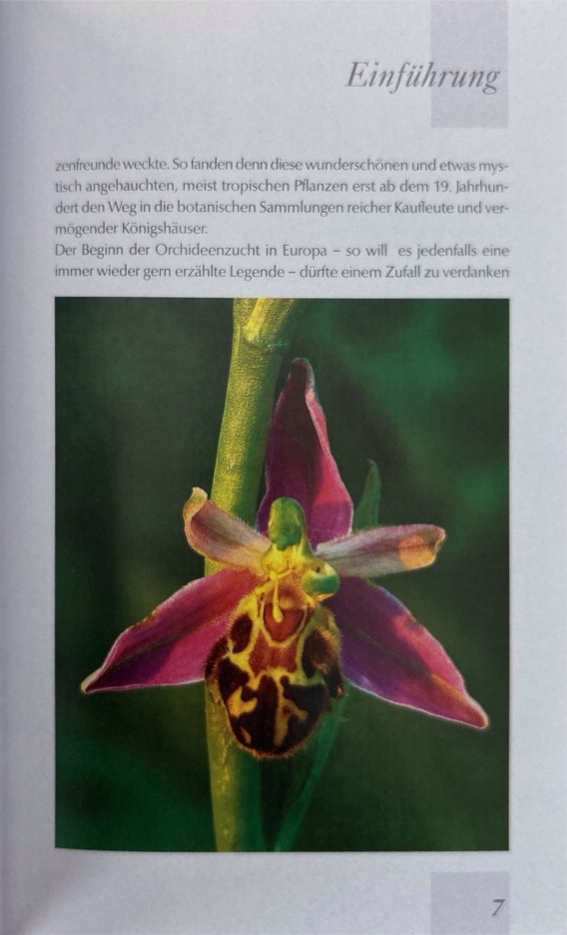 Libri: Handbuch Orchideen – Nuovo (secondo la descrizione) da Sarnen venduto da Livres 3