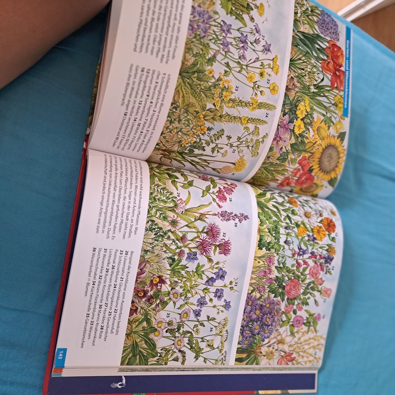 Libri: Das Grosse Herder Bilder Lexikon – Usato da Unterentfelden venduto da Miro-Lou 5