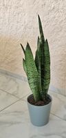 🌿 Trendige Zimmerpflanze: Sansevieria mit Topf 🌿