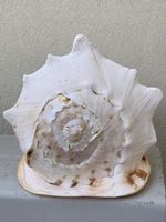 RIESEN -  MUSCHEL „Gehörnte Helmschnecke“