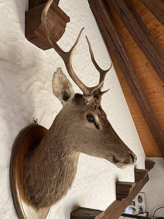 Il mondo degli animali: Tête de cerf – Usato da Courrendlin venduto da Omeg740 1