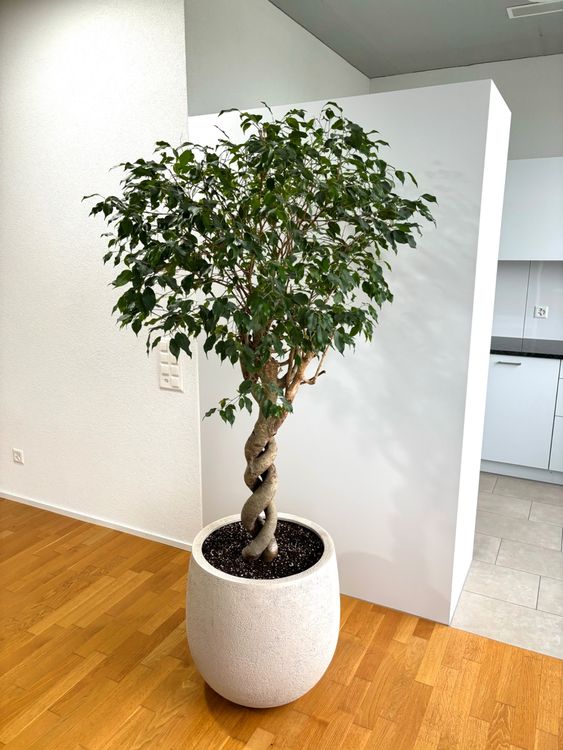 Birkenfeige (Ficus benjamina 'Exotica') Doppelspiral Pflanze Kaufen