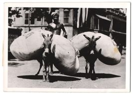 Fotografie Indien, Wäschemann transport