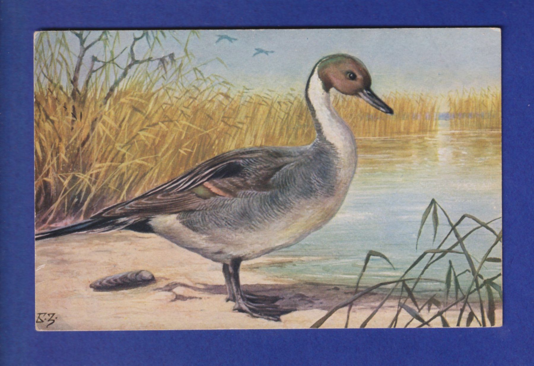 Cartoline postali: OISEAU - Canard – Usato da Pully venduto da nicecards-shop
