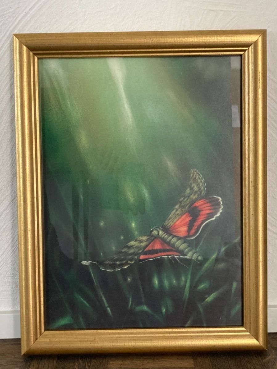 Foto & Immagini: FRIEDRICH  HECHELMANN  Kunstdruck von Gemälde  Schmetterling – Usato da Subingen venduto da ArtBead 1