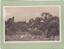 Schlossgut Sonnenberg bei Stettfurt  Kühe