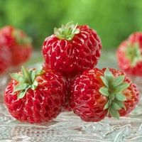 Fraisier Framberry Fraise-Framboise  2x