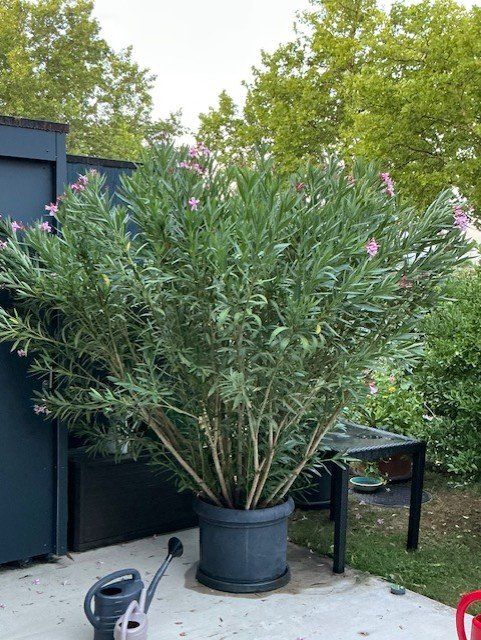Pflanzen & Samen: gigantischer Nerium oleander ca 2.50 Meter hoch – Gebraucht aus Rafz von KarinKaulfuss 3
