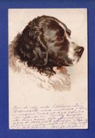 CHIEN / HUND
