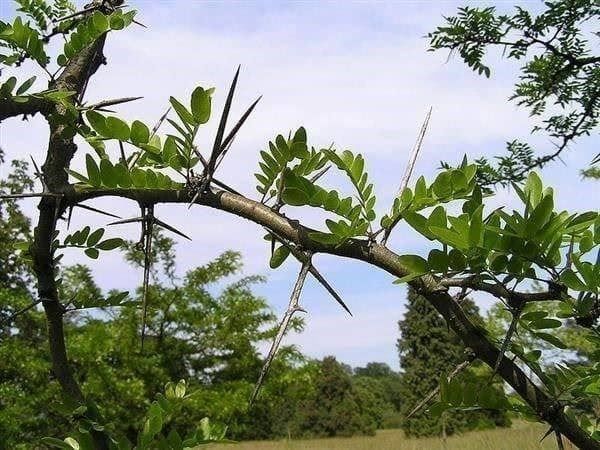 Pflanzen & Samen: FEVIER épineux INERMIS  2 PLANTS – Neu (gemäss Beschreibung) aus Bremblens von FIBONACCI369 2