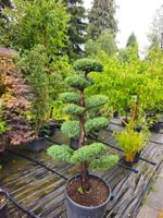 Gartenbonsai Juniperus chinensis Monarch🌱
