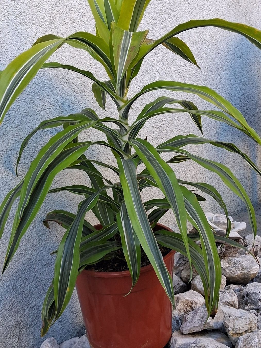 Plantes & graines: Zimmerpflanze – D'occasion à Aarburg par brujil 1