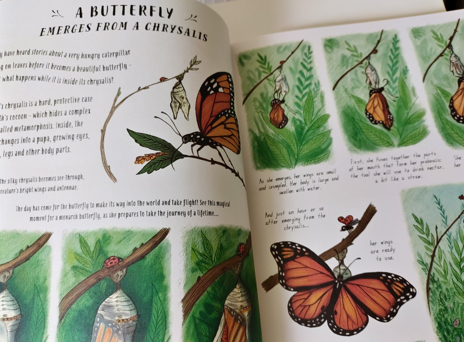 Libri: Children's Book: Slow down – Usato da Zürich venduto da Mar_Mic 2