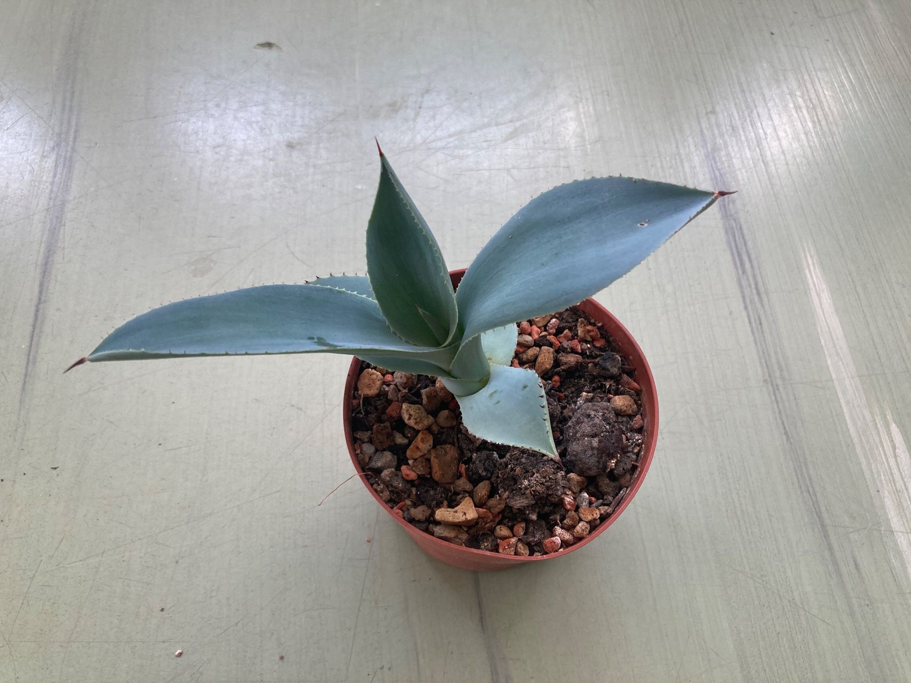 Piante & sementi: Agave pygmaea 'Dragon Toes', Jungpflanze – Nuovo (secondo la descrizione) da Winterthur venduto da greenspell 1