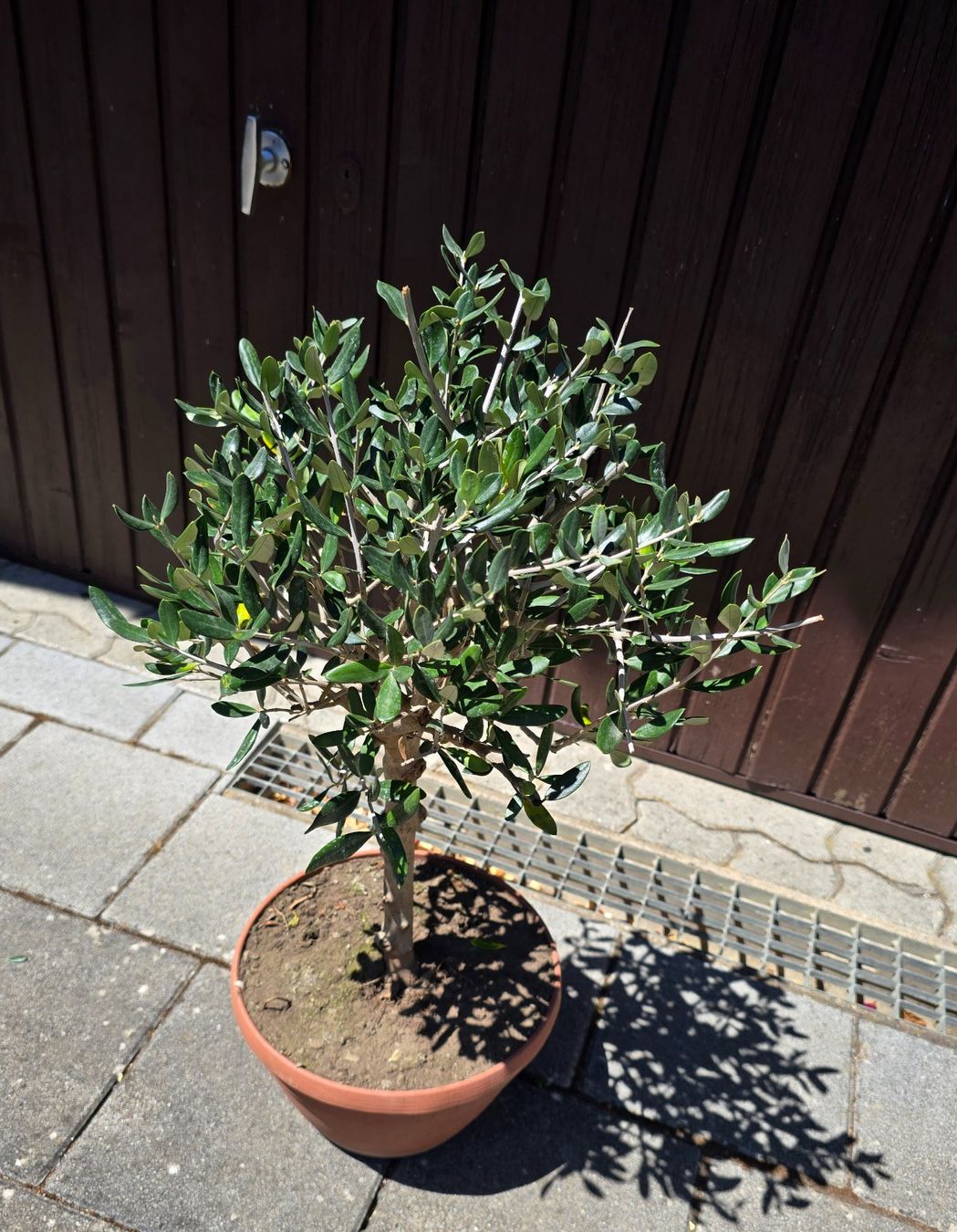 Plantes & graines: Schöner kleiner robuster Olivenbaum – D'occasion à Aarburg par popkorn65 1